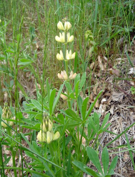 Lupinus albus en fleurs dans une garrigue ouverte en Espagne
